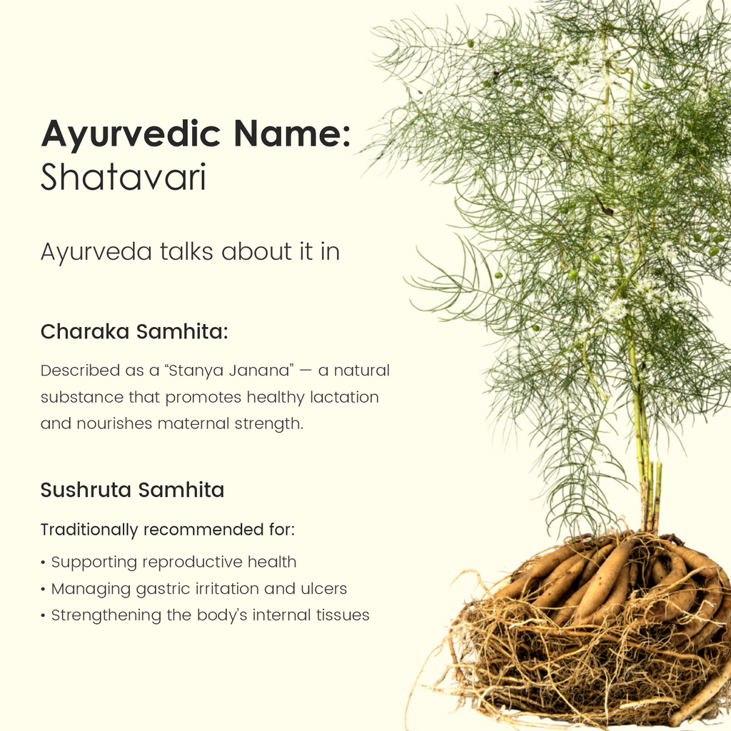 Shatavari Powder, 100% Natural Ayurvedic Supplement, Promotes Lactation, Strength & Stamina